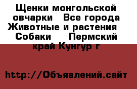 Щенки монгольской овчарки - Все города Животные и растения » Собаки   . Пермский край,Кунгур г.